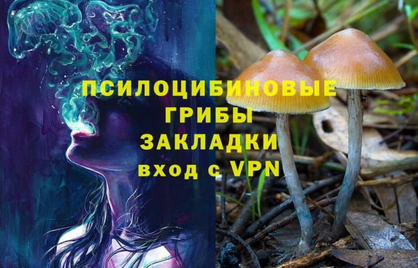 прущие грибы Дмитриев