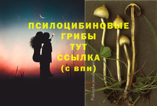 прущие грибы Дмитриев